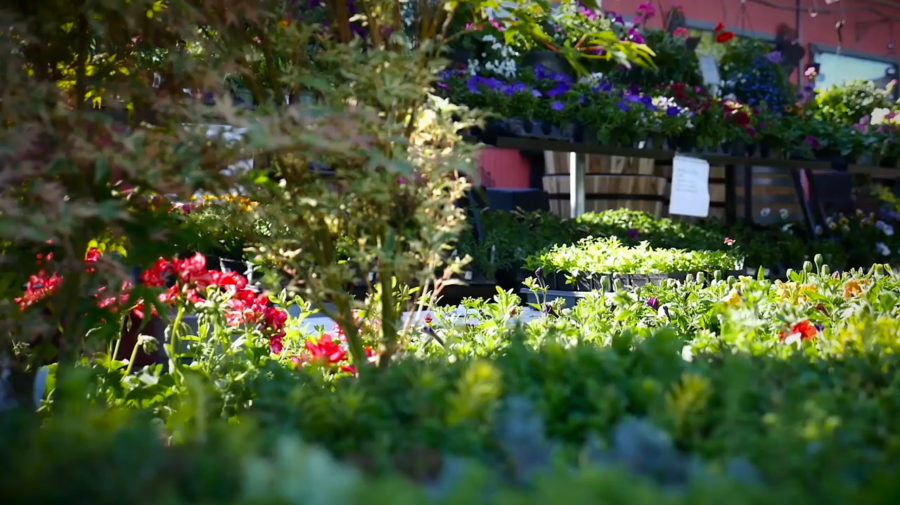 Garden Centre Lyons Landscaping