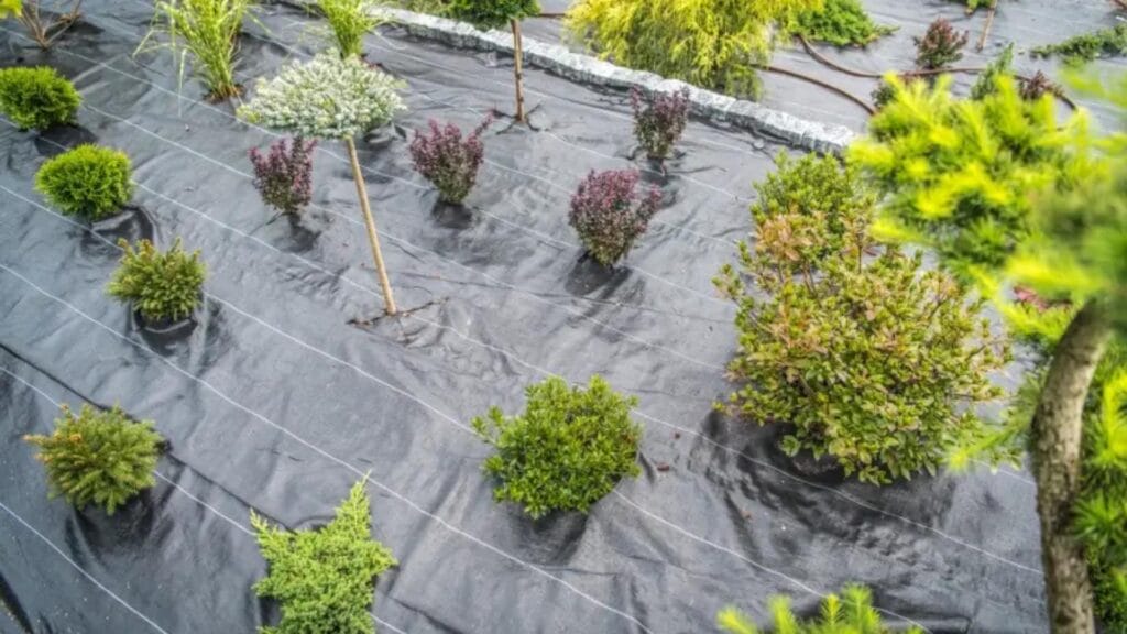 landscape fabric and small trees at the Lyons Garden Centre in Kamloops.