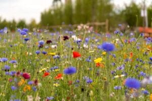 Wildflower Lawn