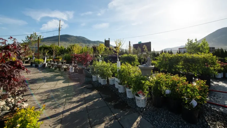 Hardy trees and shrubs planted in a Kamloops BC residential garden with dry interior landscape backdrop