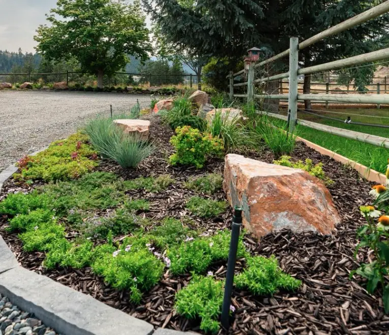 Frost heave damage on young shrub roots in a Kamloops BC backyard garden bed in early spring