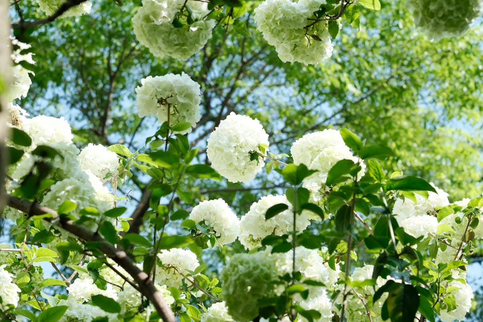 Saskatoon berry shrub in full spring bloom in a BC Interior residential landscape