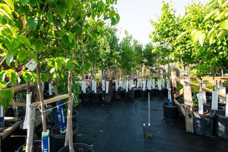 Potted trees and shrubs at a garden center nursery with rows of plants in containers