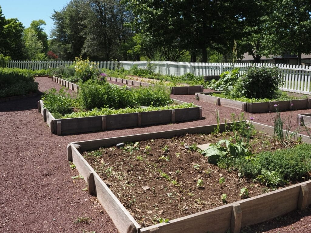 Raised bed vegetable garden in Kamloops showing companion planting with herbs and vegetables