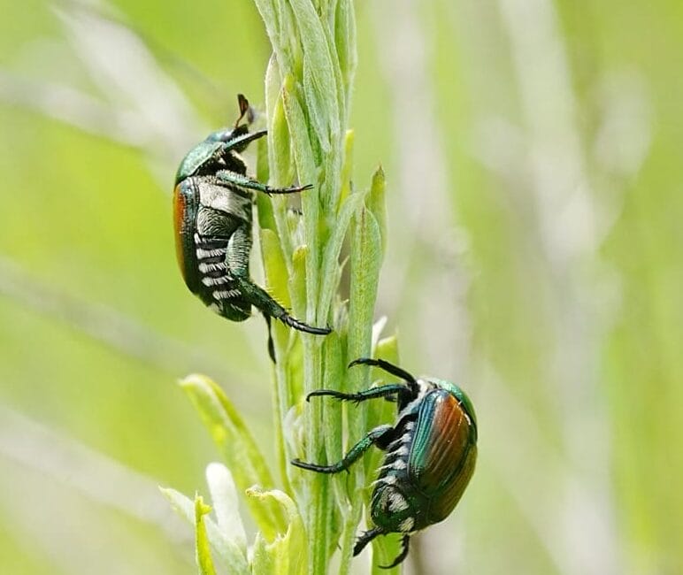 Close-up of adult Japanese beetle with metallic green body on a garden plant in BC