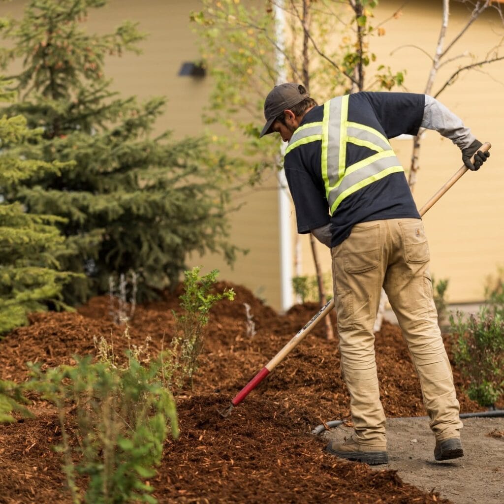 Landscaper spreading wood mulch around shrubs and evergreen trees in a landscaped garden bed