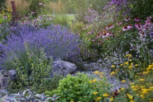 perennial flower garden in Kamloops BC with lavender, echinacea, and yarrow in full bloom against a dry Interior landscape