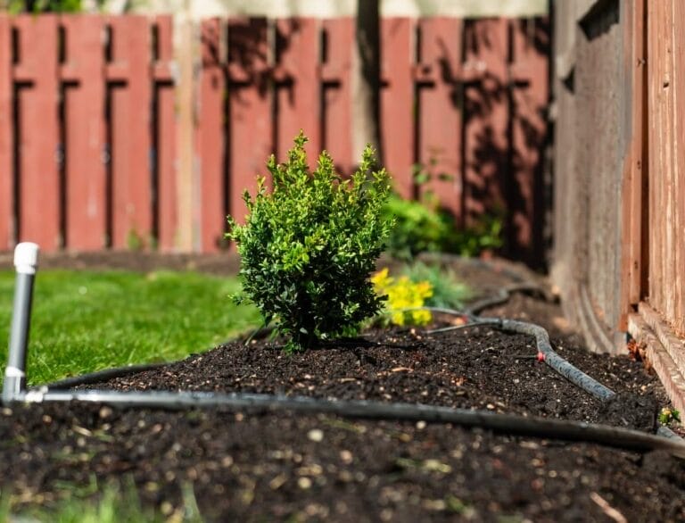 Young evergreen shrub with irrigation tubing around its root zone in a residential garden